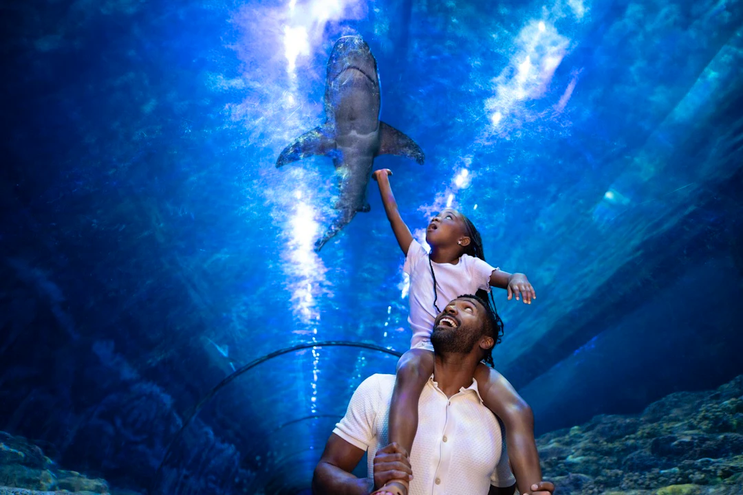 SeaWorld Orlando Ticket: Direct Entry + Optional All-Day Dining Deal + Multi-Park Discount Ticket Ticket